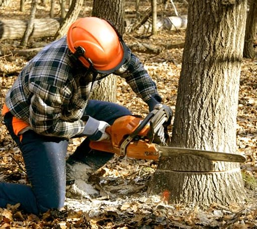Tree Removal in Erin, NY